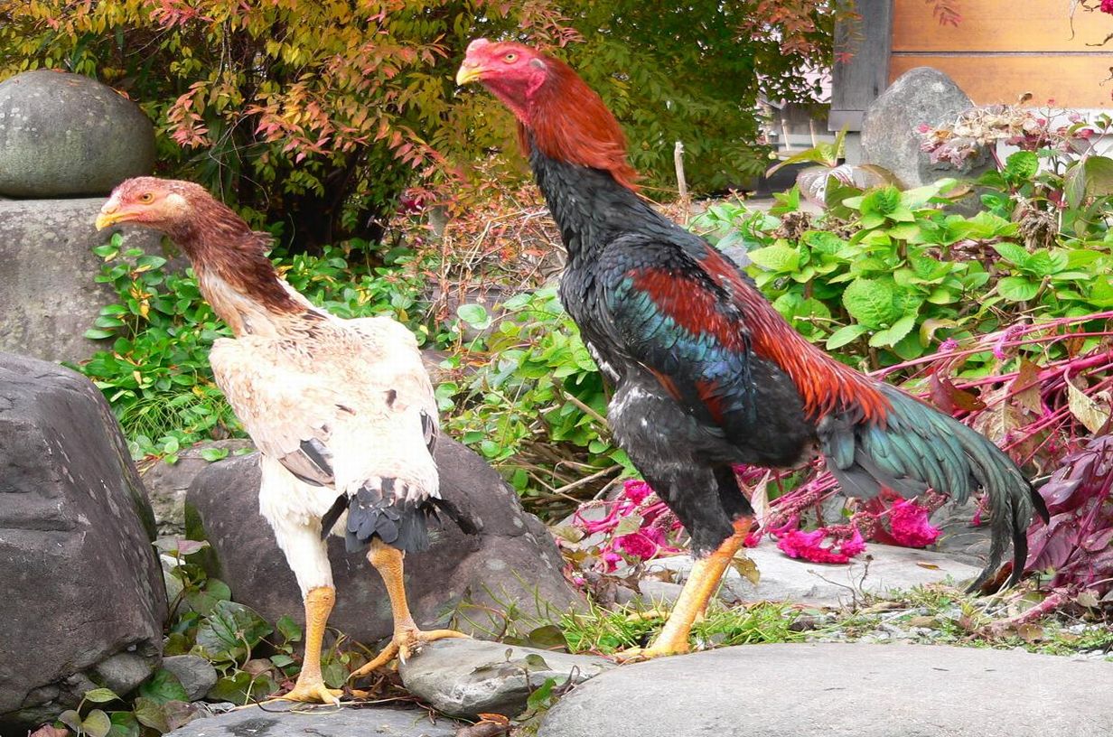 大型血統赤笹軍鶏有精卵種卵１０個 - 卵、乳製品