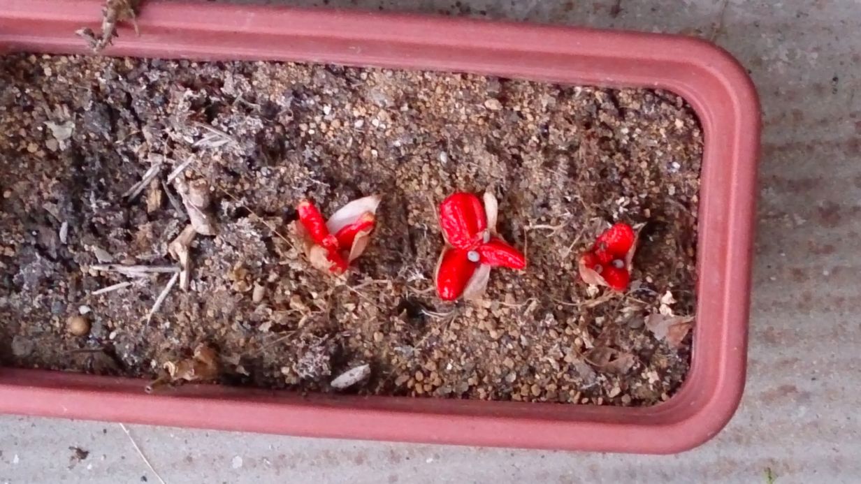 茗荷の赤い花 (3)