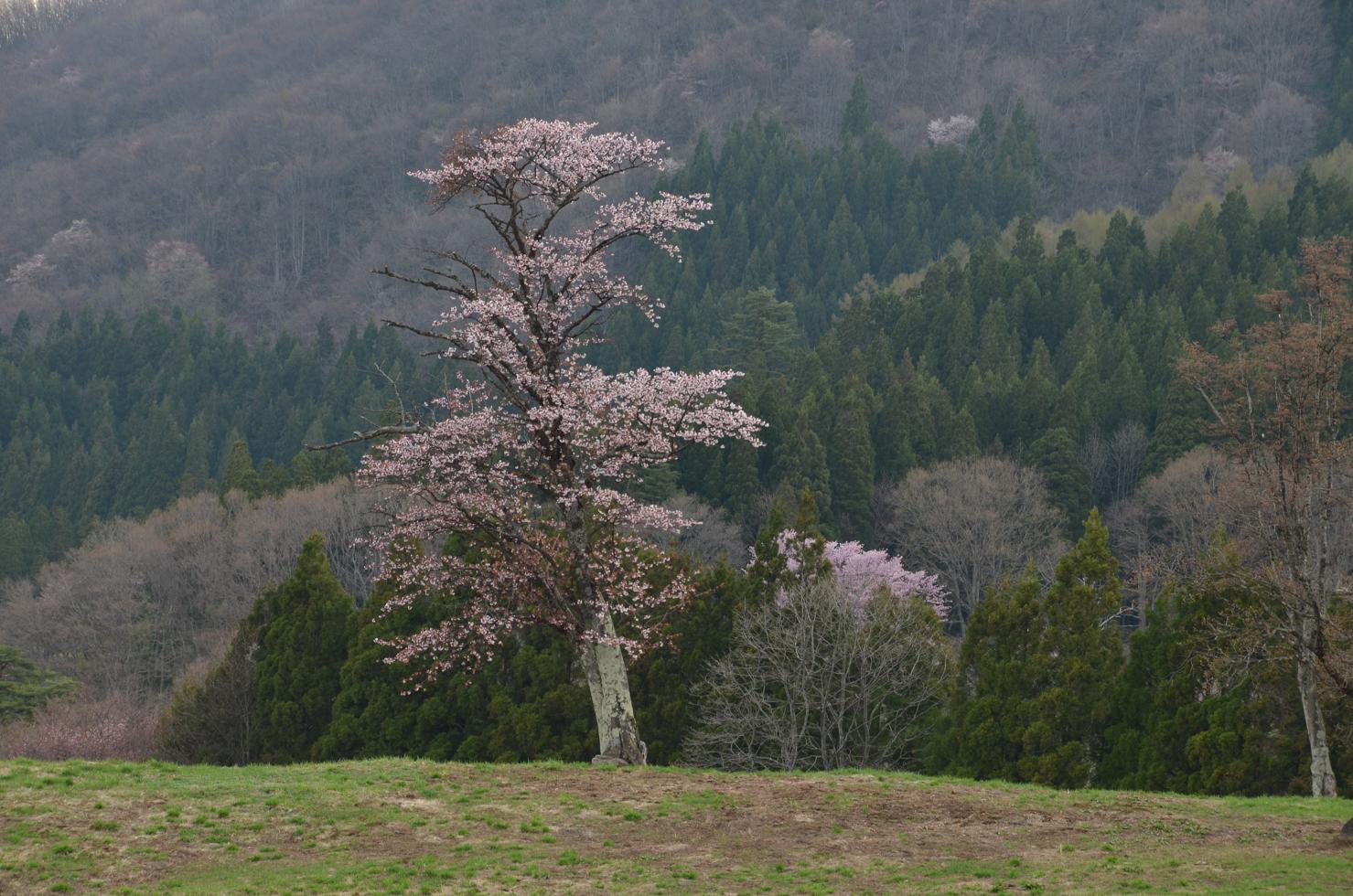 大山桜