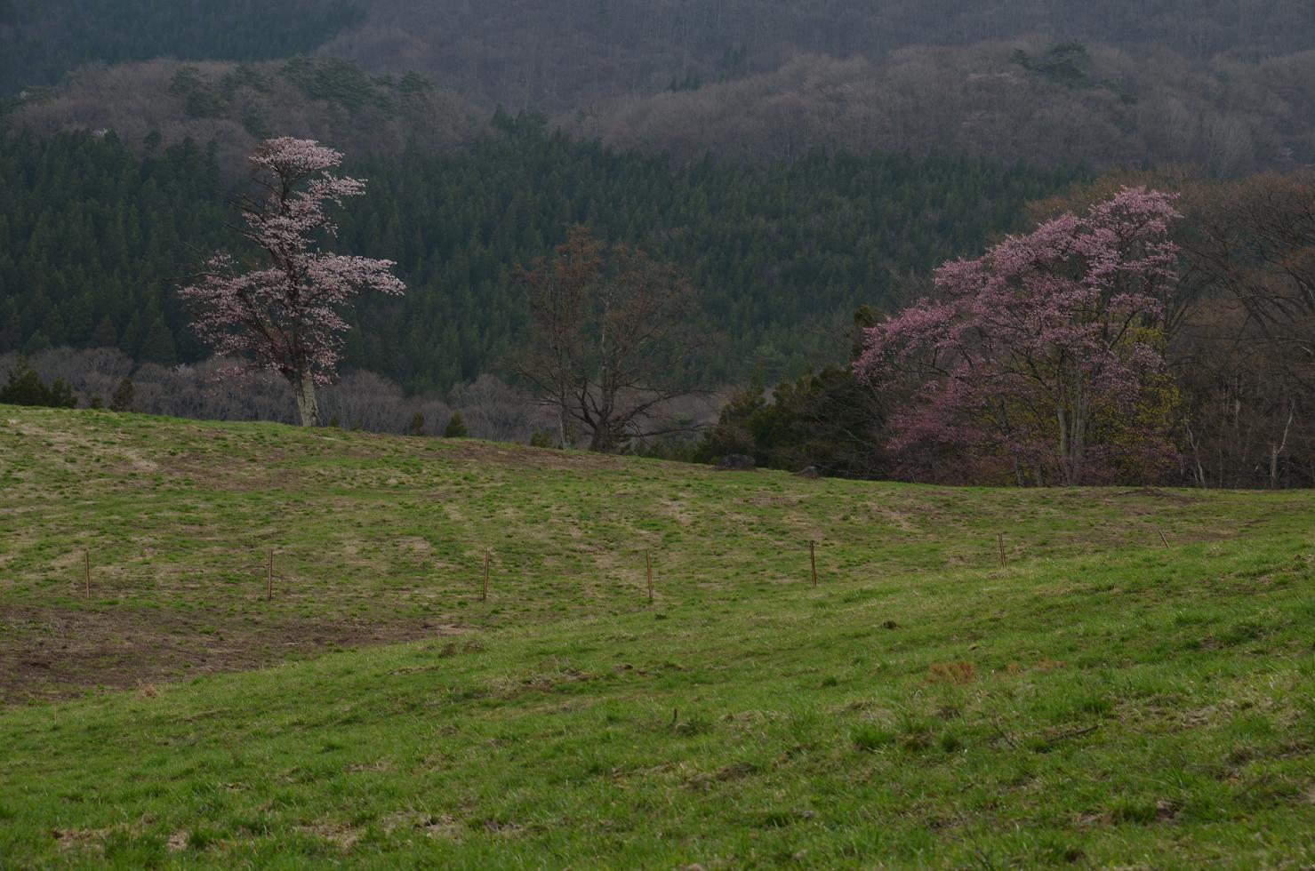 大山桜　2